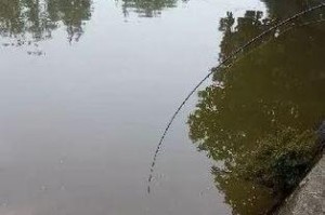 如何选择合适大小的漂钓路亚鱼（钓鱼漂大小的重要性与选择技巧）