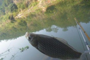 普通河流也能使用路亚钓鱼吗？（探索适合在普通河流使用路亚钓鱼的方法）