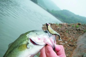 路亚钓鱼（钓鱼者如何了解鱼儿的感受与反应）