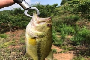 新手钓鱼（探讨新手钓鱼最适合的钓法）