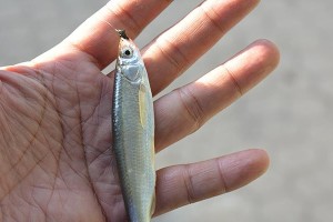 探秘路亚餐条的钓鱼技巧（提高钓鱼效果的关键是正确使用路亚餐条）
