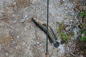 路亚钓鱼饵在野塘的应用技巧（用路亚钓鱼饵探寻野塘中丰富的鱼群）