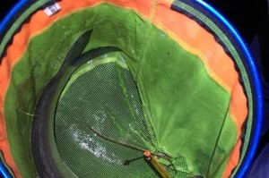 探究路亚之钓鱼大师兄的bug（揭开路亚之钓鱼大师兄的隐藏故障及解决方法）