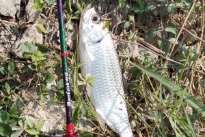 冬天野河路亚钓鱼的技巧与经验（探寻冬季野河路亚钓鱼的最佳策略）
