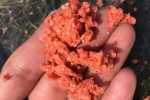 水中世界的美味盛宴——以涨水如何用路亚钓鱼饵料（探索路亚钓鱼的饵料诱惑力，打造高效捕获技巧）