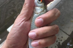 探秘路亚钓鱼（提升路亚钓鱼技巧，从观察钓组开始）