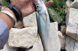 以路亚钓鱼打窝技巧（掌握开饵的关键，成为路亚高手）