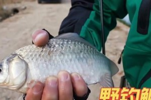 新手钓鱼玩路亚的终极指南（学会路亚技巧，迎接丰收时刻）