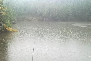 小雨路亚钓鱼技巧及心得（掌握好这些技巧，小雨天也能有好收获！）