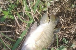 路亚技巧在野河钓鱼中的应用（通过掌握关键技巧，提升在野河钓鱼中的效果）