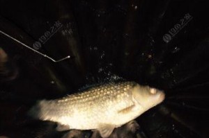 夜晚湖里玩路亚，尽享钓鱼乐趣（探索夜晚湖中路亚钓鱼的技巧与乐趣）