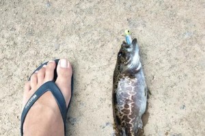窝钓鱼的最佳饵料选择（路亚钓鱼必备的饵料种类与使用技巧）